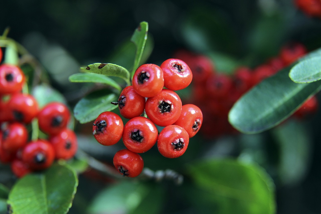 这两支球队 这两支球队